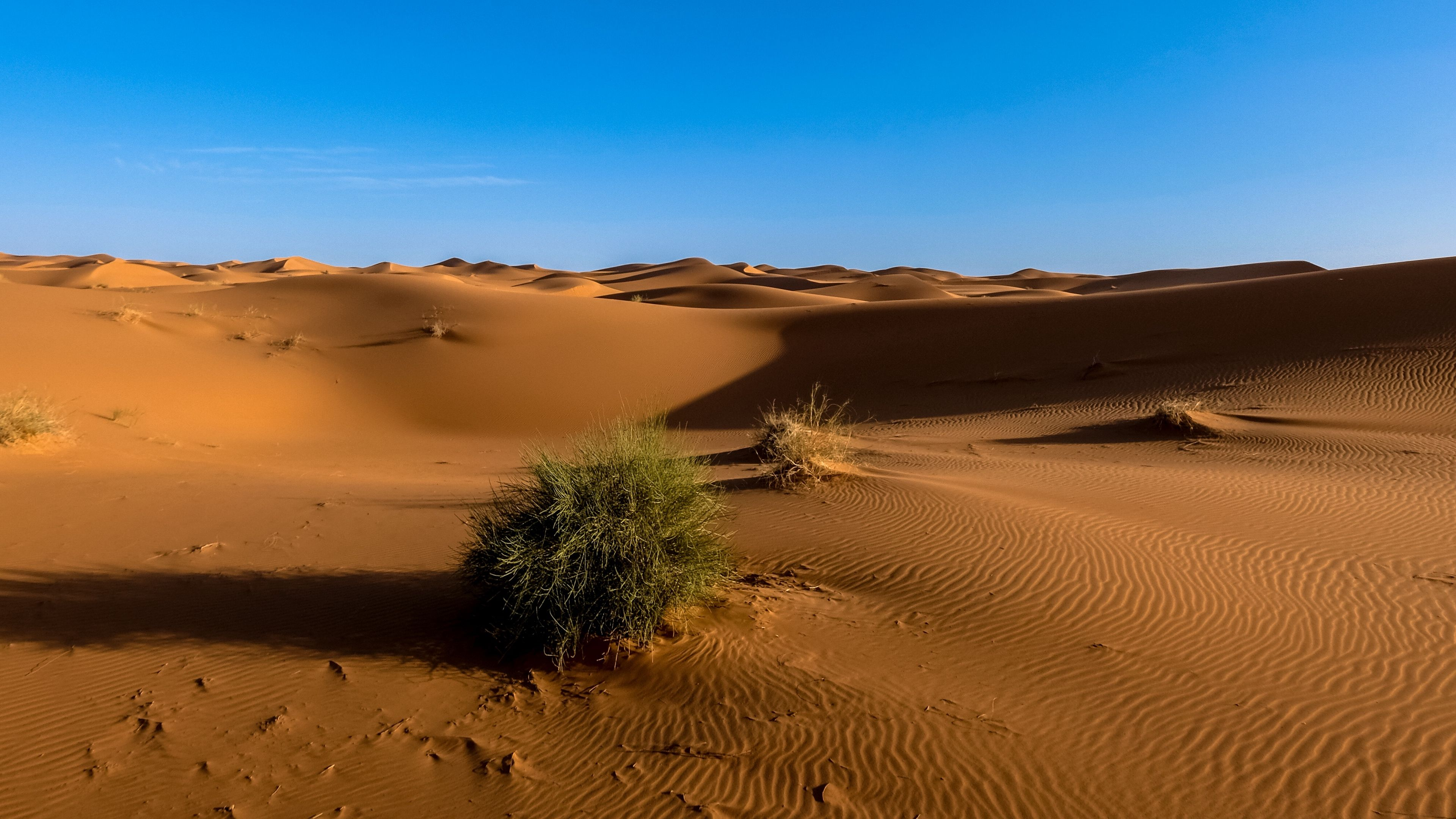 A desert scene